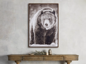 Snow Grizzly Framed Print
