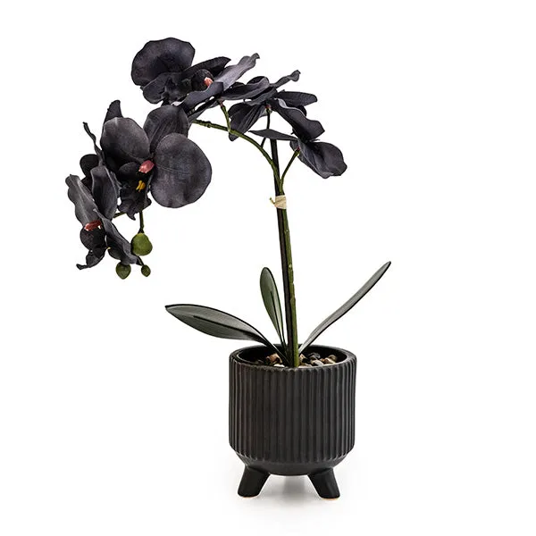 Sophisticated Matte Black Lifelike Orchid in Ceramic Footed Pot