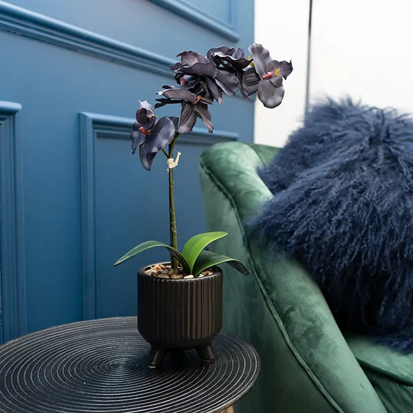 Sophisticated Matte Black Lifelike Orchid in Ceramic Footed Pot kitchen essentials, utensils set