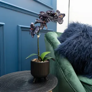 Sophisticated Matte Black Lifelike Orchid in Ceramic Footed Pot kitchen essentials, utensils set