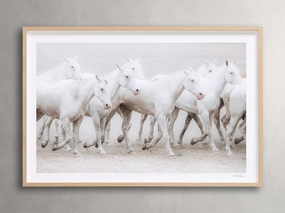 Stampede Framed Print