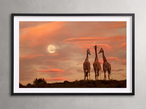 Sunset Gathering Framed Print