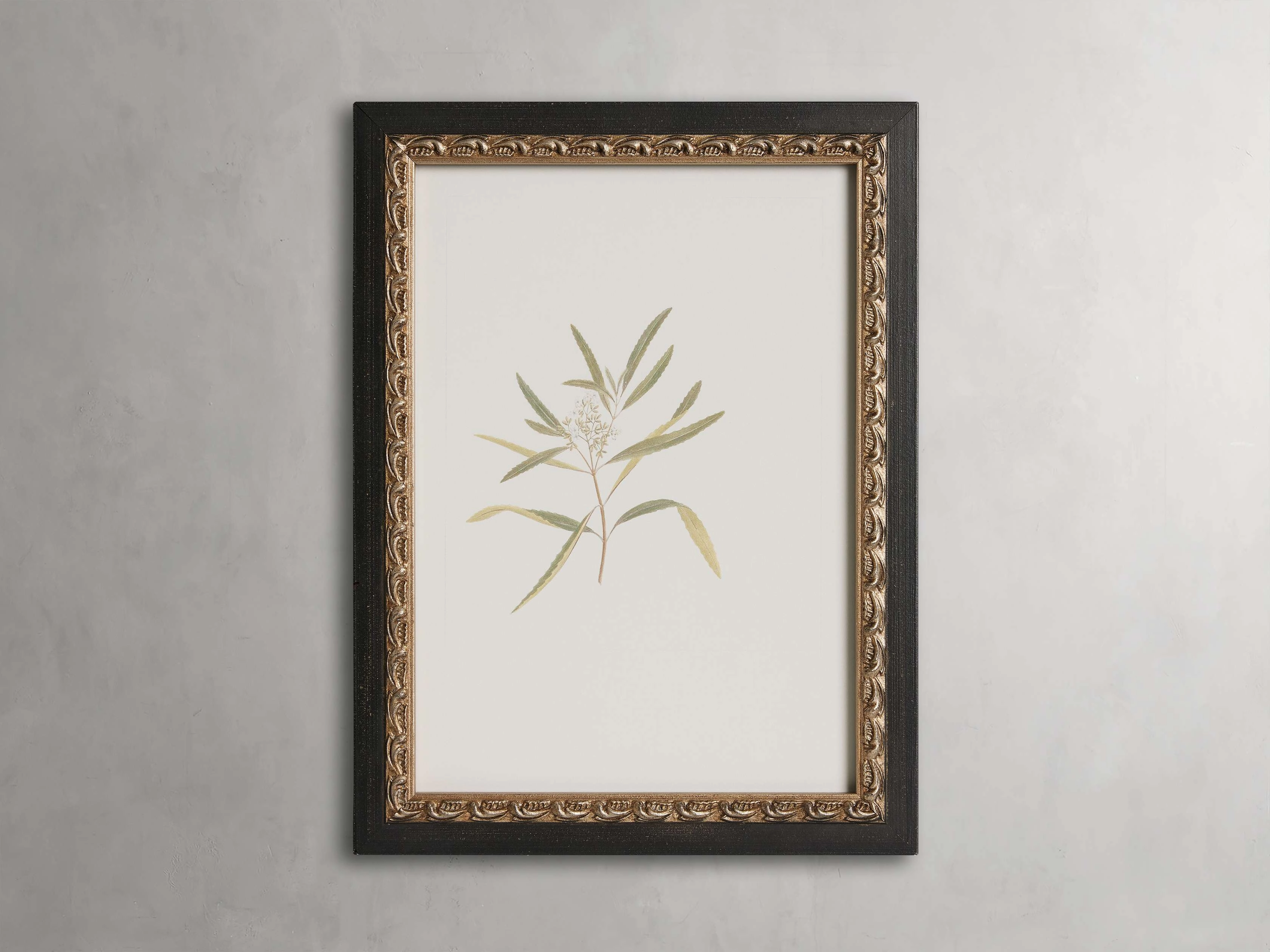 Thistle Framed Print