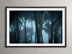 Trees & Shadows I Framed Print