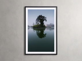 Trees & Shadows II Framed Print