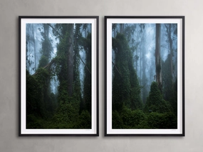Trees & Shadows III Framed Print (Set of 2)